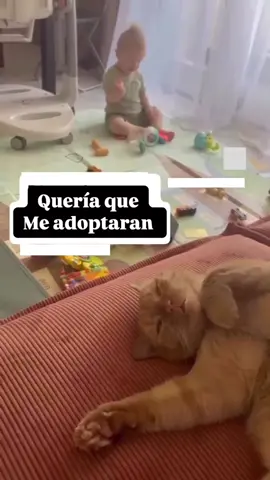#gatitos #bebes #humor #parati #fypシ 😂😂