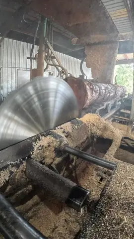 Watch as I mill a big 20-foot southern yellow pine log into a stunning 12x12 beam using a 66” solid tooth saw. The precision and power of this cut bring out the beauty of the grain while showcasing the strength of southern yellow pine. Perfect for anyone who loves sawmilling, woodworking, or just seeing raw timber transformed into something incredible. Hashtags: #Sawmilling #Woodworking #SouthernYellowPine #BigCuts #TimberBeams