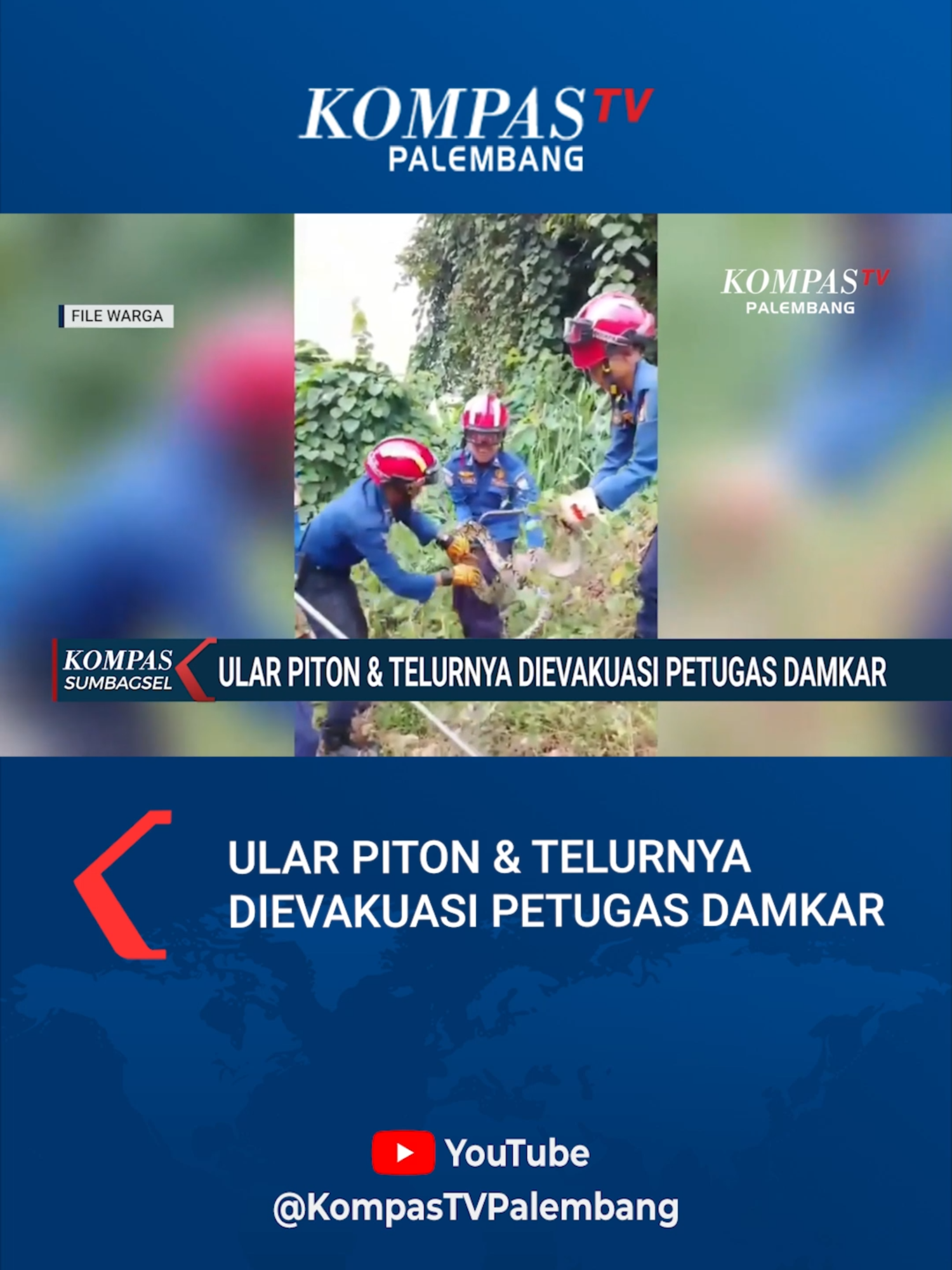 Detik-Detik Dramatis Penangkapan Piton Sepanjang 3 Meter yang Mengerami 15 Telur #damkar #palembang #ularpiton