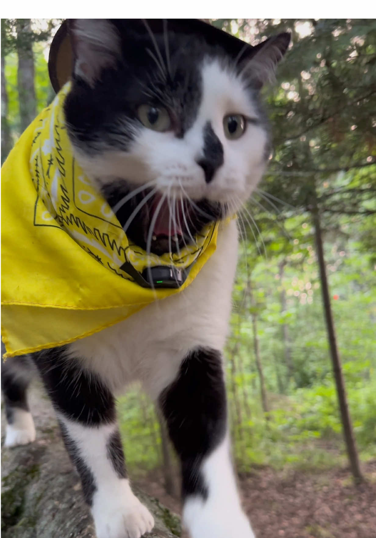 Meowdy purrtners. Another pesky butterfly 🧐 and lots of other serious inspecting that needed to be done 🧐  If you’re a fan of Jack Spicer’s kitty cat cowboy content please consider being a real cowpoke and subscribing to his Patreon linked in bio 😊 everything helps ❤️  #cat #cats #catsoftiktok #kittycat #cattok     