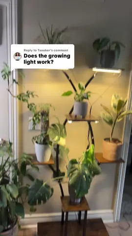 Replying to @Taooker there’s new growth so i think so? I’m no plant expert on lights though ☺️