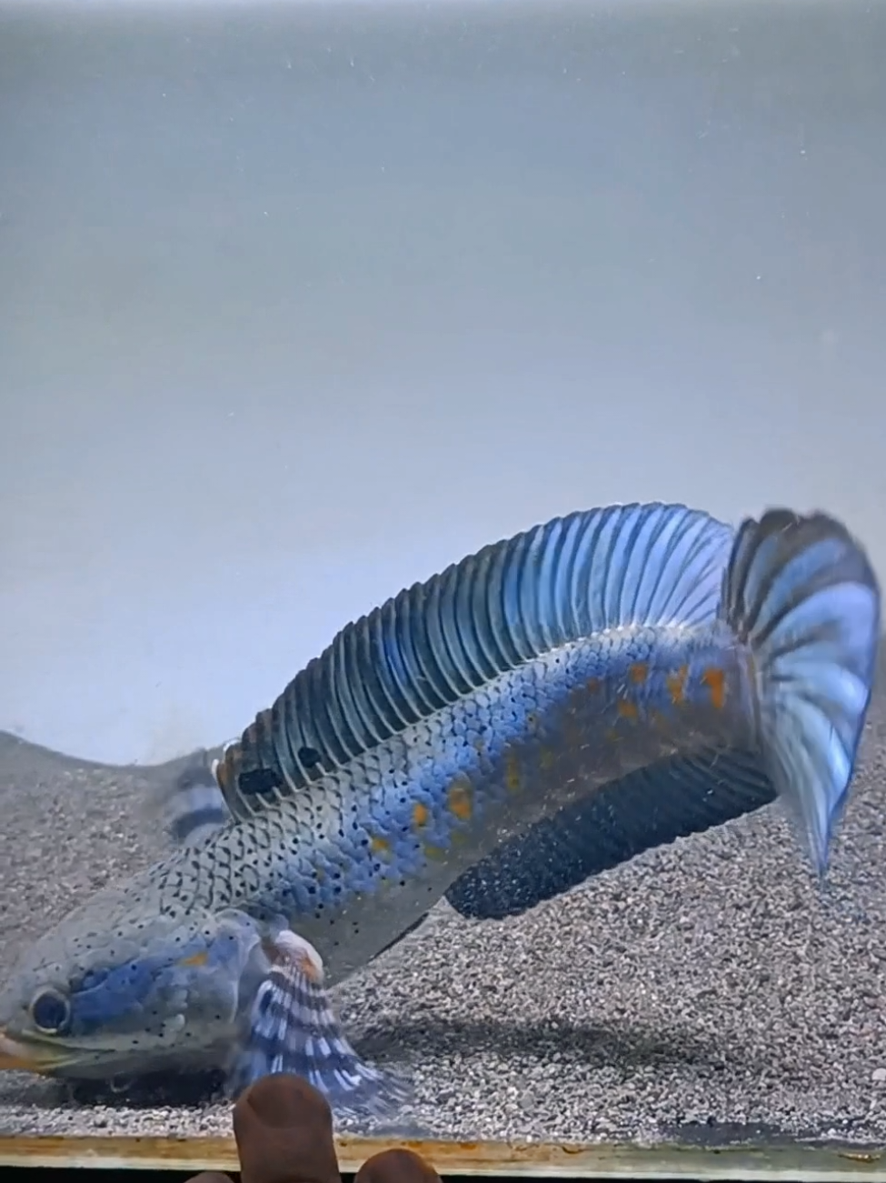 Ekornya itu lhooo 😍                                                                   #ikanchanna #channabluepulchra #fish #ikanhias #aquarium 