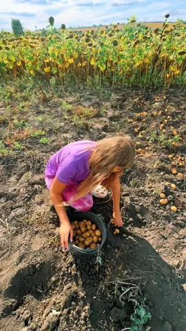 #селоілюди #картопля 