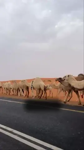 #اكسبلوررر 