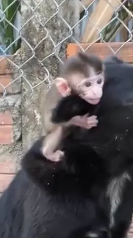 #Monkey #animals #usa🇺🇸 #fyp 