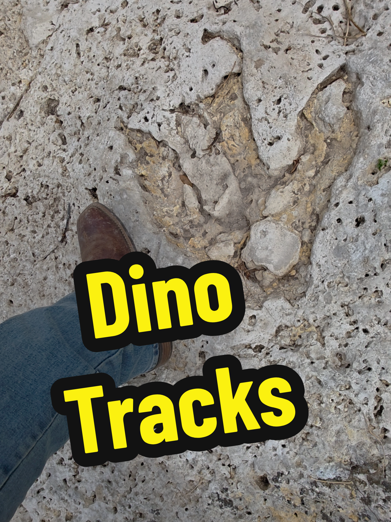 After the flood, Sandy Creek revealed something incredible… freshly exposed dinosaur tracks from the Cretaceous, over 100 million years old 🦖🌊 #sandycreek #dinosaurtracks #paleontology #texasfloods #fossil 