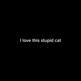 That’s it #Meowl#Meow#Cat#owl#CapCut 