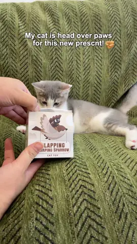 #catsoftiktok #cat #cattoys #pet #chirpingbirds #catplaying #flappybird #Dealsforyoudays 
