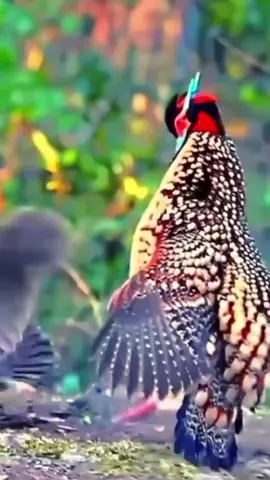 #bird #dancer #viral #animal #mustwatch 