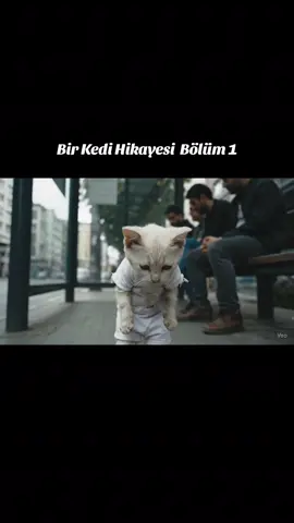 #Bir kedi hikayesi bölüm 1