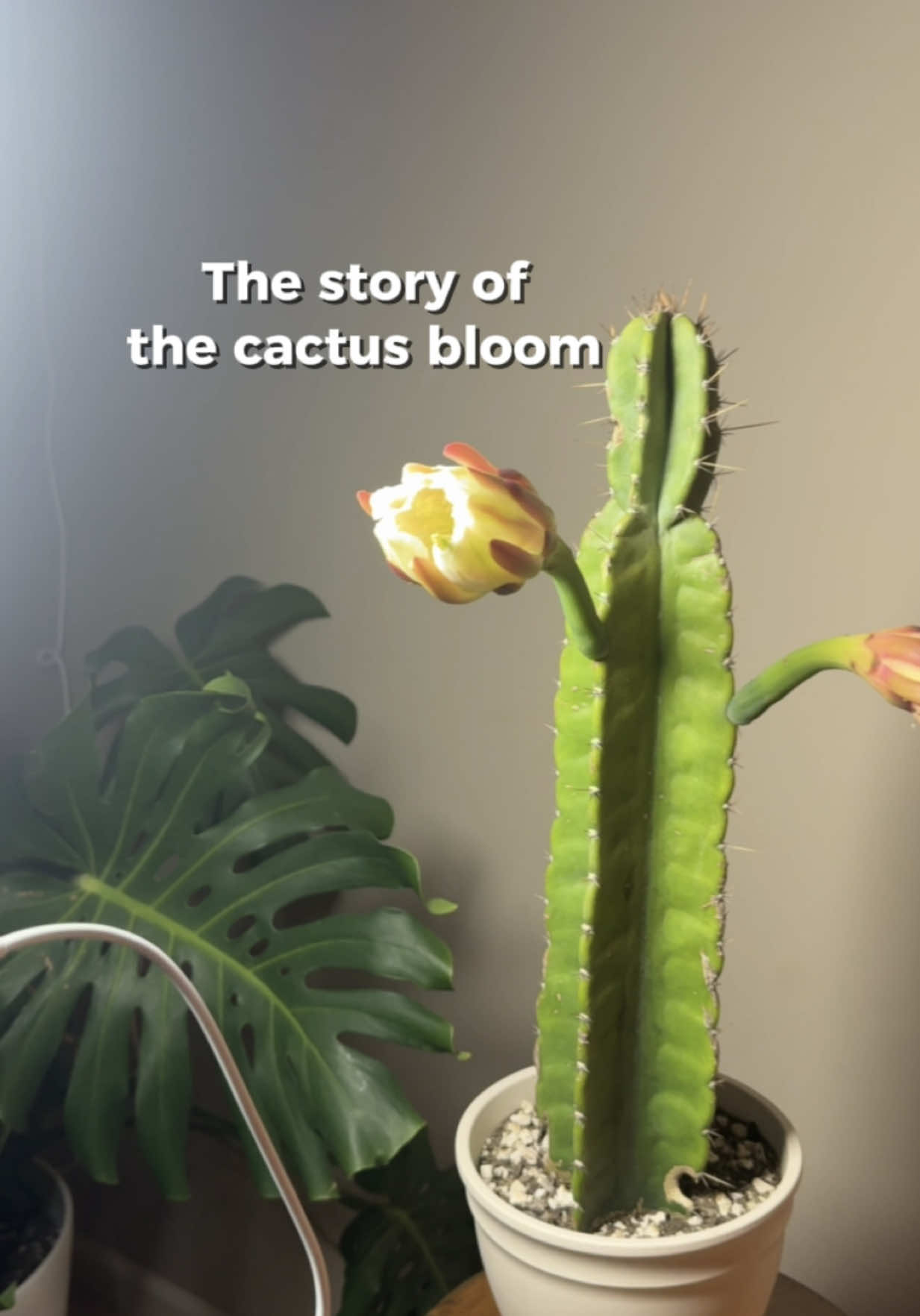 This is one of the many reason cactus have my heart.  The night-blooming Peruvian cactus (Cereus peruvianus) only blooms at night for one night only, making it such a special experience to get to witness it.  I’ve grown this beefy cactus for 4 year now and this is my first time seeing this in person.  I’m so overjoyed that I got to witness this beauty!  #cactusbloom #planttimelapse #plantloversunite 