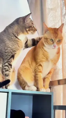 Try not to laugh 😂😂😂 #funny #animals #funnypets #dog #pet 