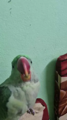 trend #pet #parrot 