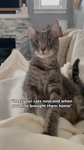 Im not ok #kitten #rescuedcat #catdistributionsystem #catsoftiktok #kittentok 