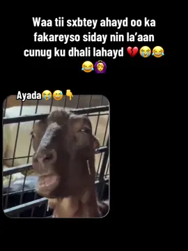 Noo wada😂😂#😂😂 #goviral #somalitiktok #trendingvideo #f17_1017 