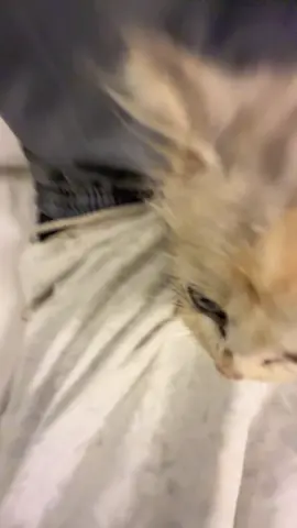 omo ehn #cat #catsoftiktok #fyp #viral