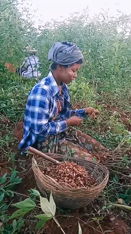 ပဲဆွတ်နေသောအမ ဘာညာပေါ့ကွာ