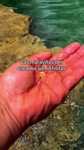 Un espectáculo al natural🫡 #viajes#naturaleza#flyppppppppppppppppppppppppppppppp 