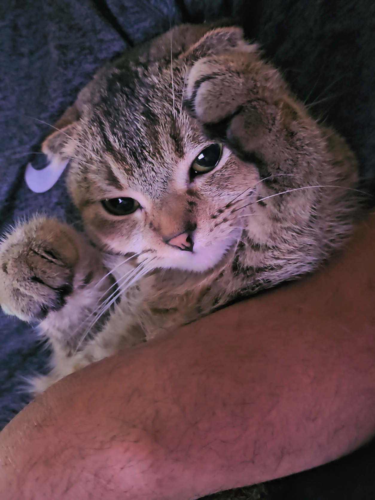 dont bother meee 🥺🥺 #fypシ #catsoftiktok #catlovers 