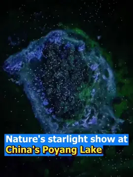 Every evening, flocks of egrets gather on a tiny island in Poyang Lake, China’s largest freshwater lake. From the sky, they sparkle like a galaxy of stars. 🌌🕊️ #AmazingChina #PoyangLake #China