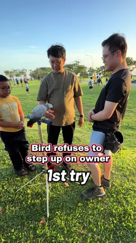 Train With The Parrot Daddy 🇸🇬 #theparrotdaddy #parrots #macaws #parrottrainer #foryou