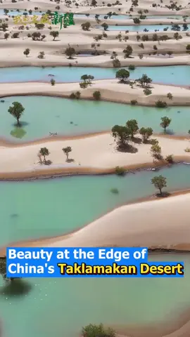 🌵🏜️ At the edge of China’s Taklamakan Desert, snowmelt from the Kunlun Mountains cascades down, with flood irrigation reviving poplar trees into fresh green—🌿 a breathtaking scene in the desert! #China #Xinjiang #TaklamakanDesert