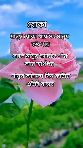 বোকা মানুষ ধোকা খায়... #foryou #foryoupage #trending #tiktok #viralvedio @TikTok Bangladesh 