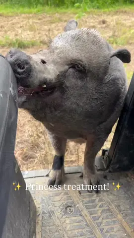Tesha always gets her way. It’s hard to deny her of whatever she wants after knowing how much she has been through in life before coming to sanctuary. Now she gets ✨princess treatment✨ every single day. She’s a brat. But she’s … a safe, happy, loved brat. 😆💜 #animalrescue #SnackTime #farmsanctuary #animallovers 