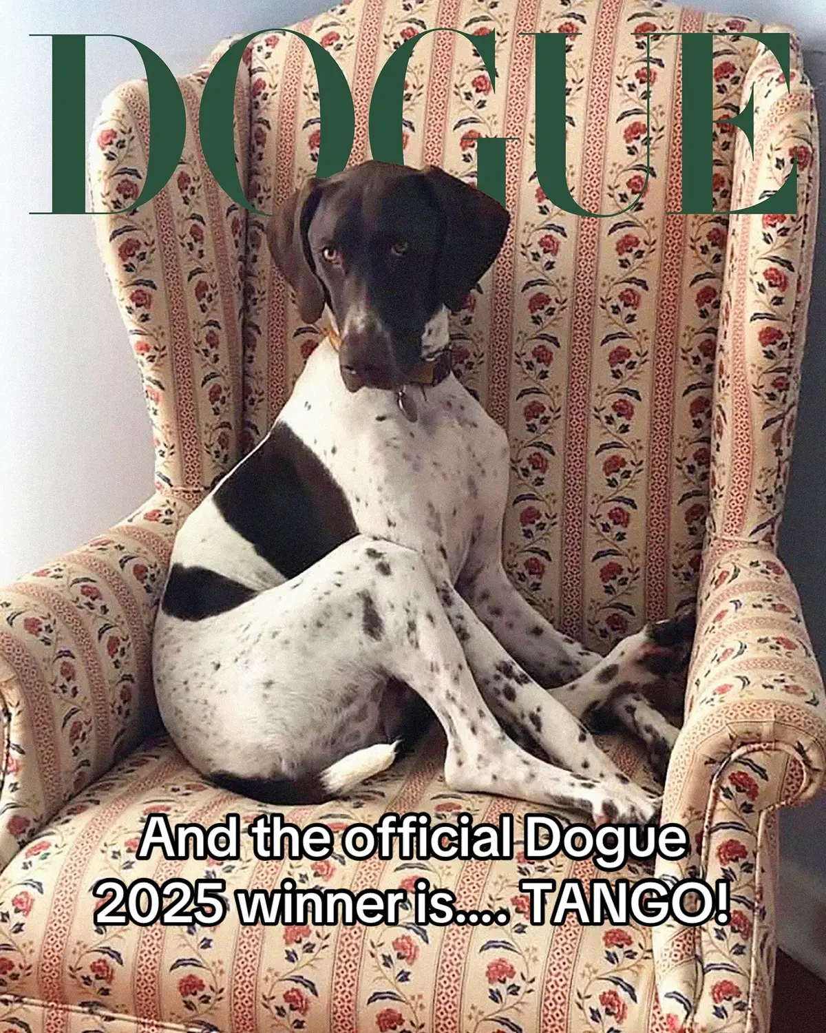 Introducing Tango: Vogue’s 2025 #Dogue competition winner! And, of course, our two paw-fect runners-up: Lola and Rupurt. With over 50,000 submissions, choosing one winner was a nearly impossible feat. However, after hours of dedication and passionate debate, our judging panel finally came to a decision. To quote Parker Hubbard, Vogue’s global design director, “[Tango] is understated but serving.” This hound has the Vogue It-factor we were all looking for. Tap the link in our bio for everything you need to know about our 2025 Dogue cover star.