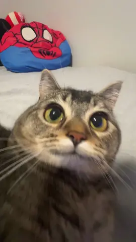 #fyp #cat 