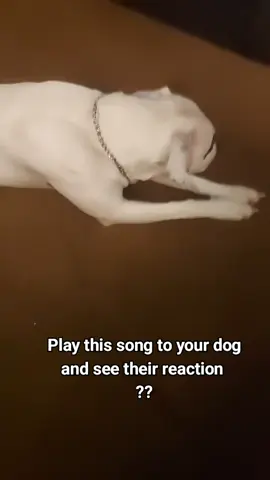 #fyp #fypシ゚viral #dogracts #dogreaction #headtiltcheck 