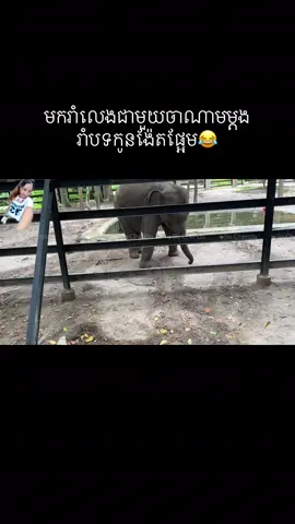 មករាំលេងជាមួយចាណាមម្តងរាំបទកូនង៉ែតផ្អែម😂 #Sochenda #chanam #ចាណាម 