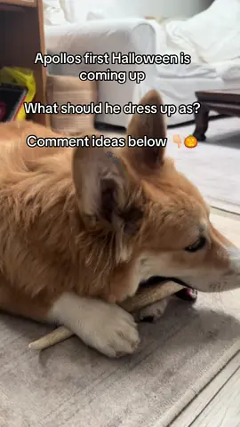 Apollos’ first Halloween coming up, what should he dress up as!? #apollothecorgimute #halloween #halloweencostume #puppy #corgi 