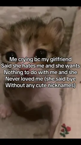 Like how could you #ilovemygf #ilovemybf #fyp #cat #kitty 