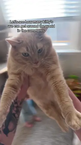 His faces saids it all #cat #cattok #fyp #foryoupage #funnycat 