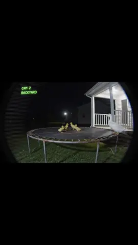 Would you join them for such a duck rave? 🦆 This AI track will be soon on Spotify: „My Total Destruction“. Follow to get updated, when it gets released! 💚 #hardtechno #rave #aivideo #aimusic #technomemes