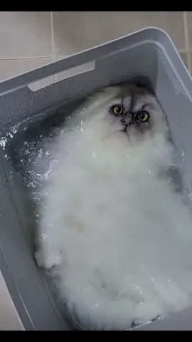 Cats have 9 lives #ohhellno #catsoftiktok #9lives #fyp #reels__tiktok 