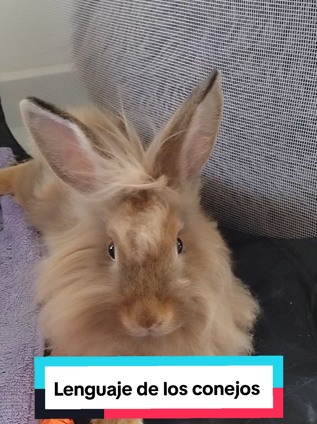Lenguaje de los conejos parte 1 🐰🦁 Sígueme para ver una segunda parte 🫶🏼💙 #conejo #tiktokviral #tiktokshop #conejocabezadeleon #mascotas 