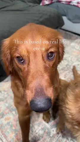 #goldenretriever #dogsoftiktok #puppysoftiktok #dog #puppy 