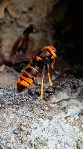 Epic Encounter: Hornet vs Honey Bees Ferocious wasp #wasp #wasps #bees #bee #Hornet  