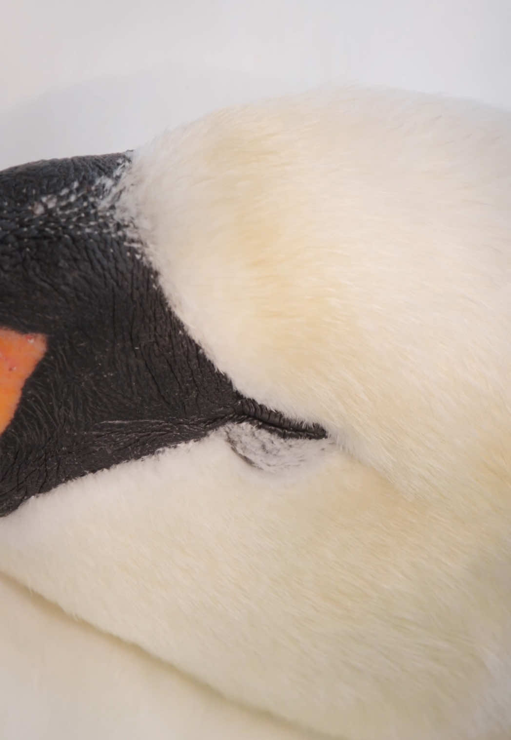 This was so special to film  🦢⁣⁣🥰 In May I observed a pair of mute swans building their nest on the edge of the lake. Then I checked daily until I could see the first egg and could roughly calculate when the young ones would hedge 🪺. So 33 days later I made sure to always be there before sunrise to not miss the special moment. A few early mornings later I was a bit disappointed that the young swans had already hedged during the night and were cuddling with their mother when the sun finally rose. But it was still amazing being there on the cignets’ first day. Because this pair of swans was very used to humans, over time I could get quite close without them being bothered. And it was so special witnessing the family’s first expedition to the water 🙈. Music: Cover of „I love you, I‘m sorry“- Gracie Abrams” by amazing @minbriel also @minbriel on YouTube ❤️. Filmed on the Sony Burano, Sony Alpha 1 & Alpha 7SIII & GoPro 12 🎥 #swan #nest #bird 