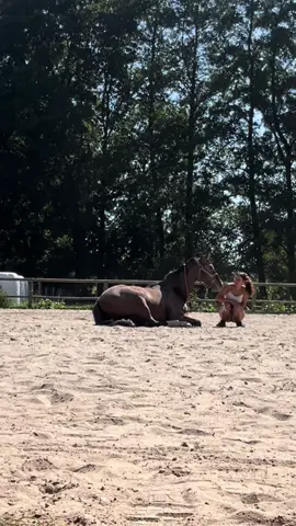 Apprentissage du couché 🥰#equitation 