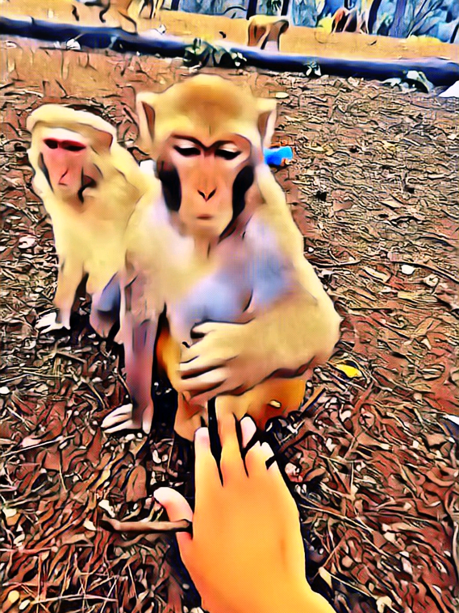 ROBBERTO - La famiglia di scimmie #ziojohnny #doppiaggio #animali #roma #scimmia 