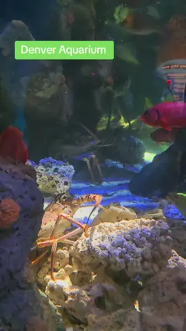 #vacation #fish #denvercolorado #aquarium #sightseeing 