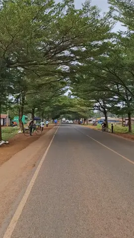 Show me a better welcome to a city than this overlapping canopy in Luanda. The trees are very beautiful and symbolic to the towns welcoming nature. 