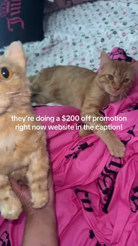 website: https://bit.ly/45MjUpk ❤️ @Petdaer 