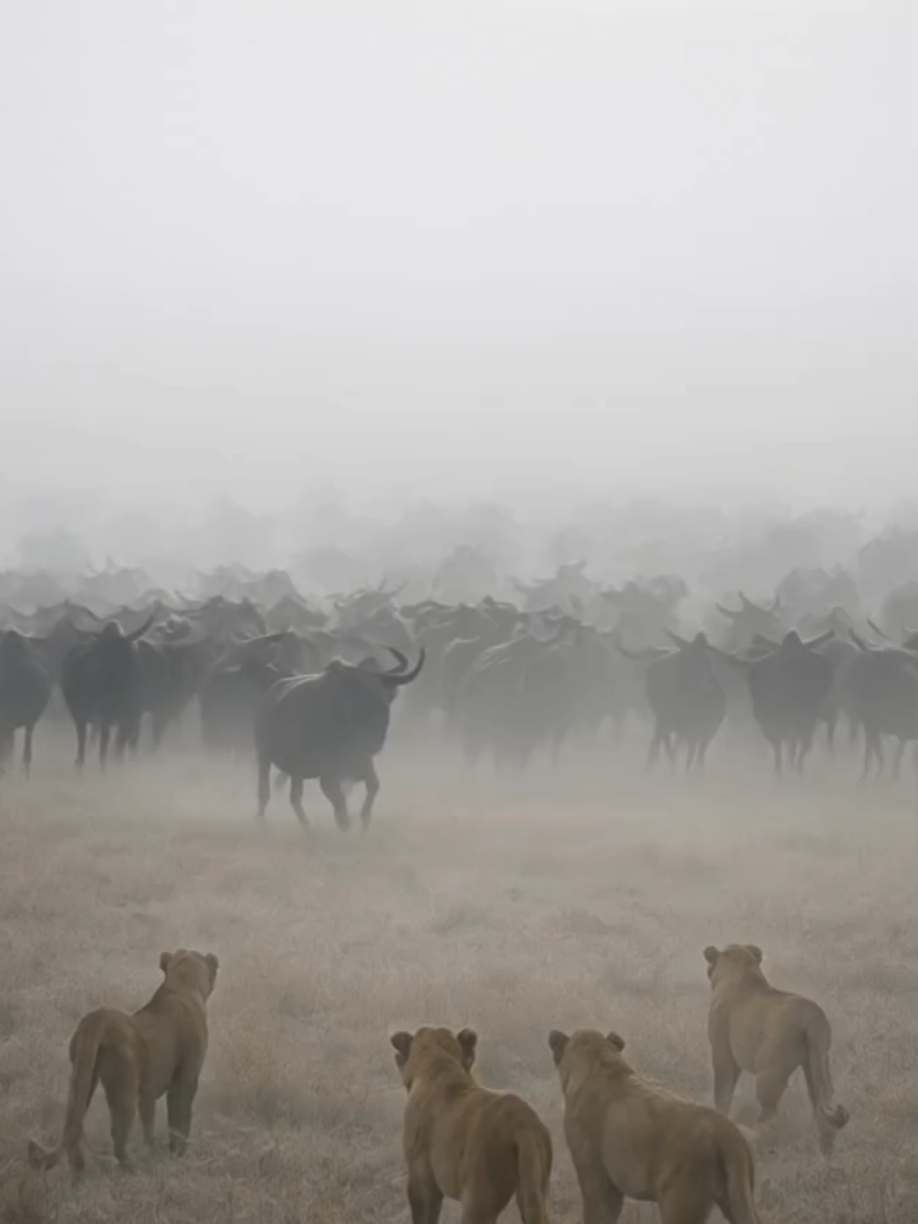 WILD Buffalo Take DOWN Lions #nature #wildanimals #photography #lion #americannature 