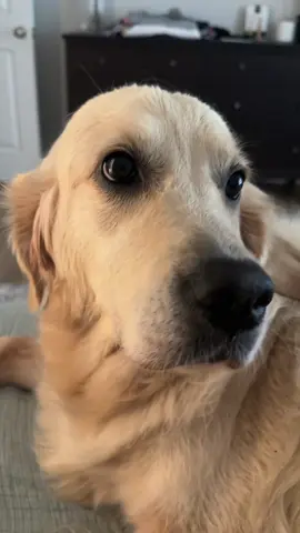 I think she’s ready for a baff now 🛁 #funnydogs #goldenretriever #dogsoftiktok #funnydogsoftiktok #goldenretrieverlife 