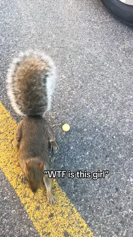 I’ve given her ritz crackers before and she loved it! I think it’s cause this time I didn’t separate the crackers and left the cheese….she probably didn’t like the smell of the cheese haha. #squirrels #squirrelsoftiktok #ritz #animalsoftiktok #foryou 
