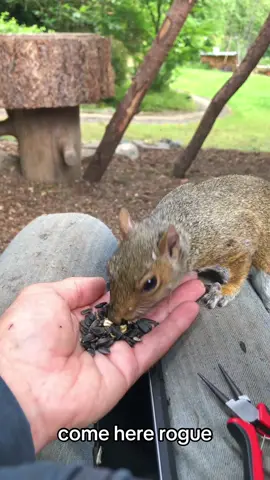 This is Rogue. He has a couple relatives that come occasionally. He is considered a regular but remains a bit of an outsider not friendly with any of the other regulars.  #squirrel #tick #removal #tickremoval #grey 